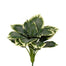 21 in Frosted Hasta Bush - Variegated