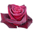 Black Roses