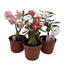 Adenenium Desert Rose