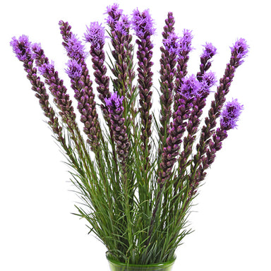 Liatris