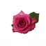 Hot Pink Roses