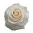 White Roses