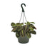 Prayer Plant