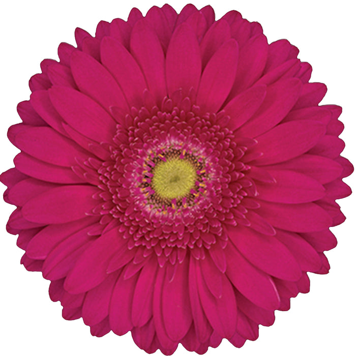 Gerber Daisy