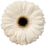 Gerber Daisy