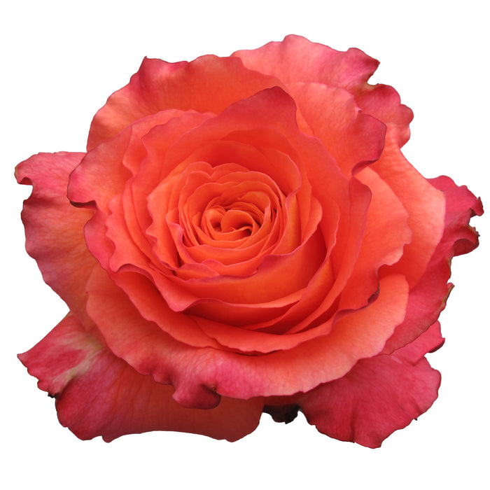 Novelty Roses