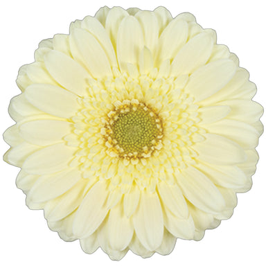 Germini Yellow Milady