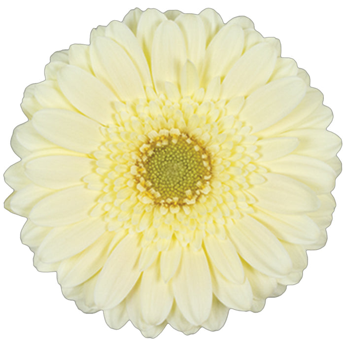 Germini Yellow Milady