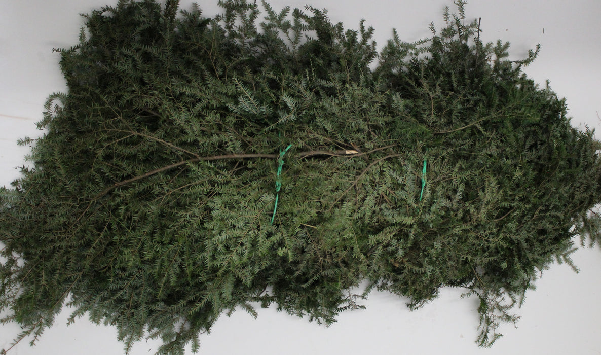 Hemlock Bale - Northern Greens