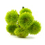 Pomps