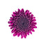 Pomps